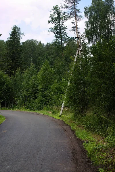 an electric pole among the trees at the bend in the road