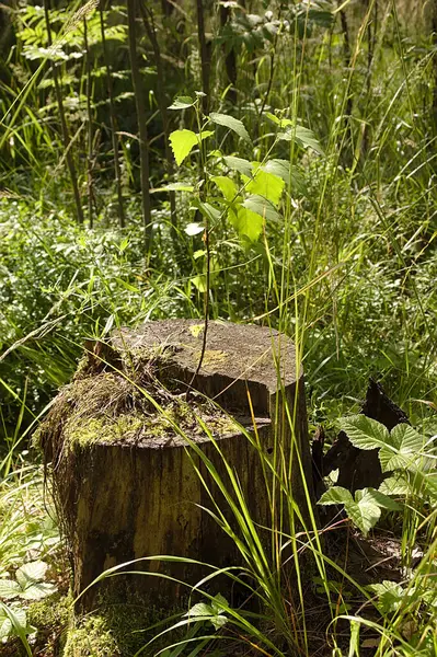Uma Árvore Jovem Cresce Toco Velho — Fotografia de Stock