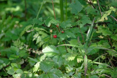 Kalın yeşil çimlerde parlak çilekler