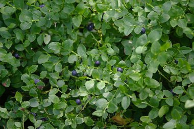 Mor yaban mersinleri yeşillikler arasında