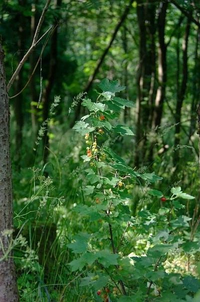 Groselha Vermelha Não Madura Bagas Meio Floresta — Fotografia de Stock