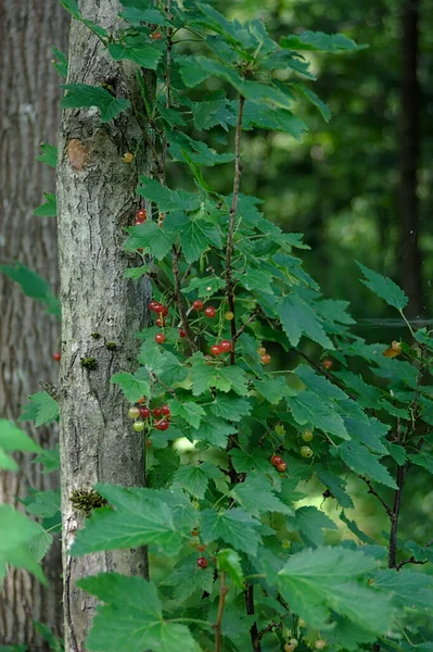 Groselha Vermelha Não Madura Bagas Meio Floresta — Fotografia de Stock