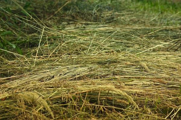 Koszenie Trawy Brzegu Leśnego Jeziora — Zdjęcie stockowe