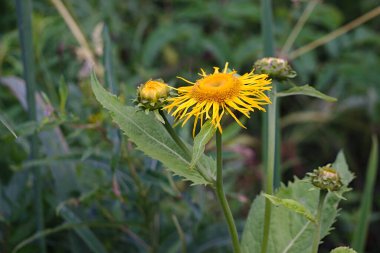 Bulutlu bir yaz sabahında sarı çiçek