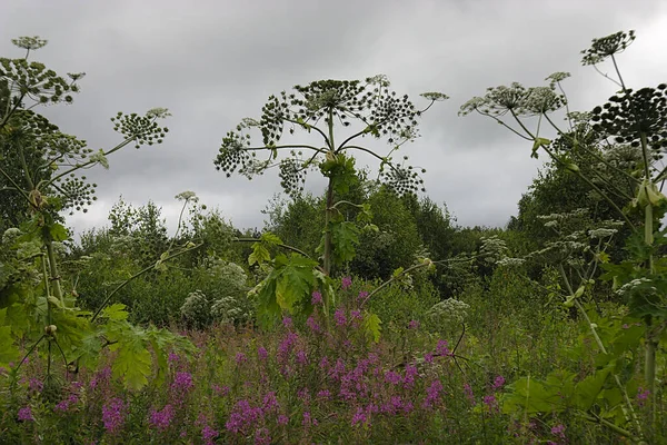 Hogweed Ocupa Lugar Territórios Suburbanos — Fotografia de Stock