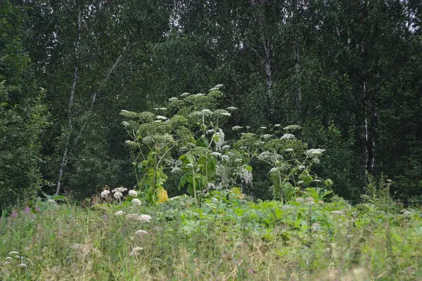 Hogweed Ocupa Lugar Los Territorios Suburbanos — Foto de Stock