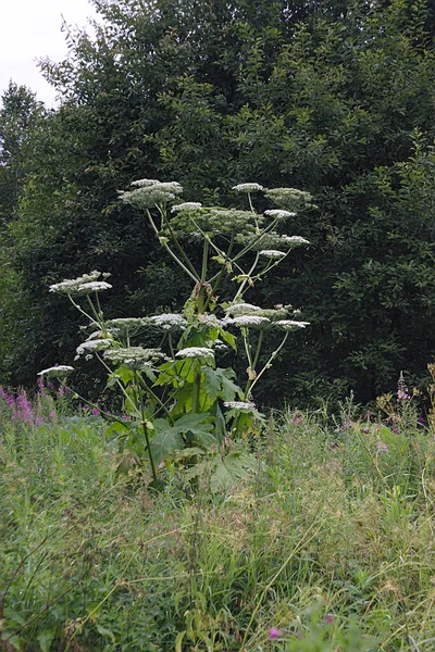 Hogweed Ocupa Lugar Territórios Suburbanos — Fotografia de Stock