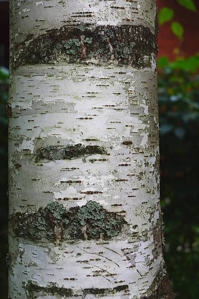 Fragment Starego Pnia Brzozy — Zdjęcie stockowe