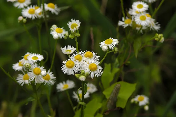 many daisies are blooming in the green grass
