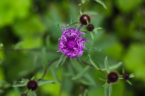 Bright Purple Flower Top View — Stock Photo, Image