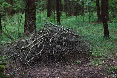 Orman yolunun yanında bir odun yığını