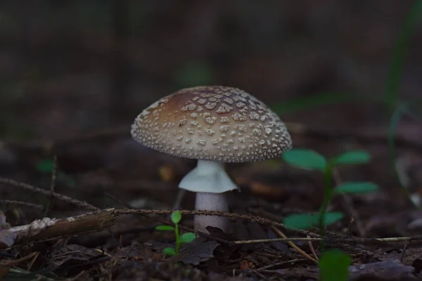 Gyönyörű Légy Agaric Erdő Árnyékában — Stock Fotó