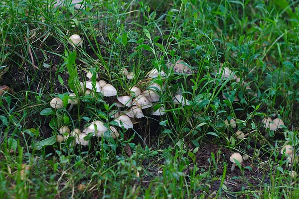 キノコは緑の都市の芝生で育ち — ストック写真