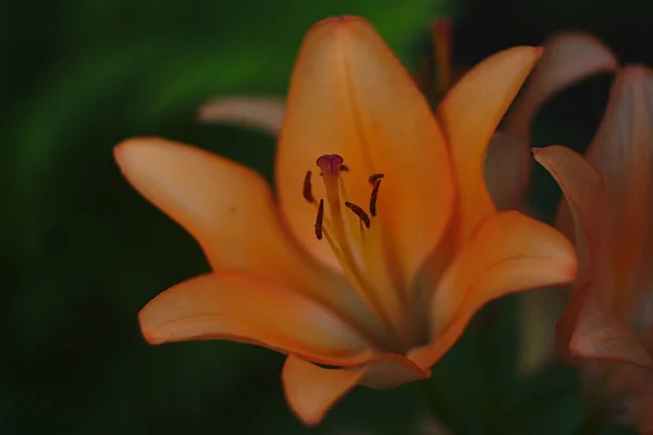 Hermosa Flor Naranja Cerca — Foto de Stock