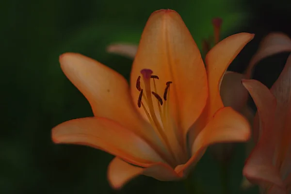 Schöne Orangefarbene Blume Aus Nächster Nähe — Stockfoto