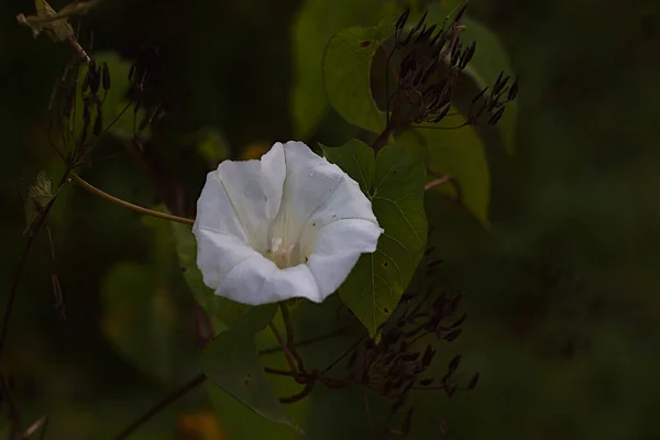 死んだ花序の間に白い花が — ストック写真
