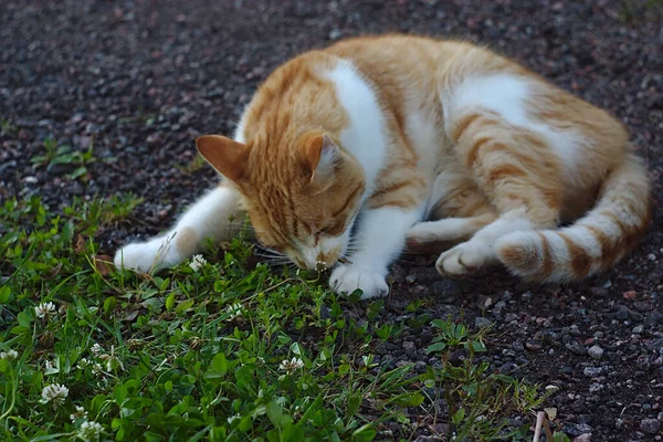赤い猫が道端で花を嗅ぐ — ストック写真