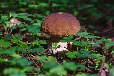 Boletus ormanda bir çimenlikte büyüdü.