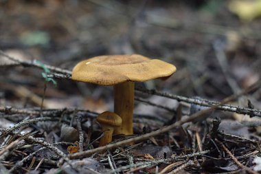 Ormanda kahverengi mantar çam iğneleri