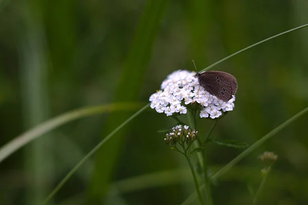 Ein Kleiner Grauer Schmetterling Auf Einem Weißen Blütenstand — Stockfoto