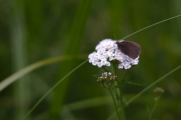 Ein Kleiner Grauer Schmetterling Auf Einem Weißen Blütenstand — Stockfoto