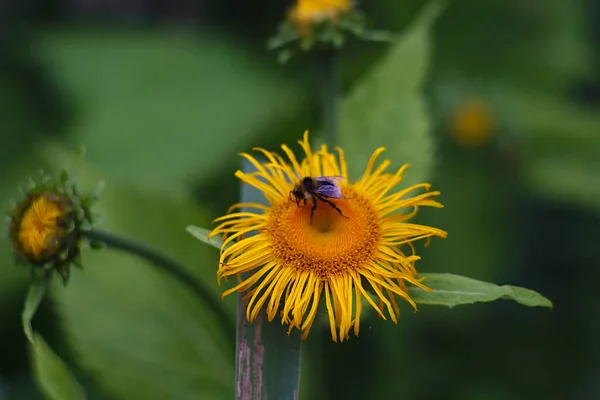a bee works on a yellow flower