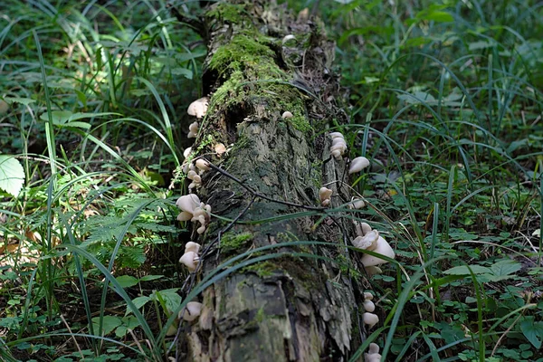 Mushrooms Grew Old Mossy Log — Stock Photo, Image