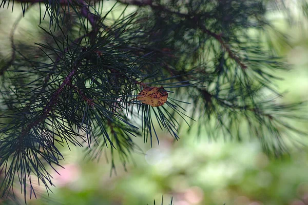 Dry Birch Leaf Stuck Pine Needles — Stock Photo, Image