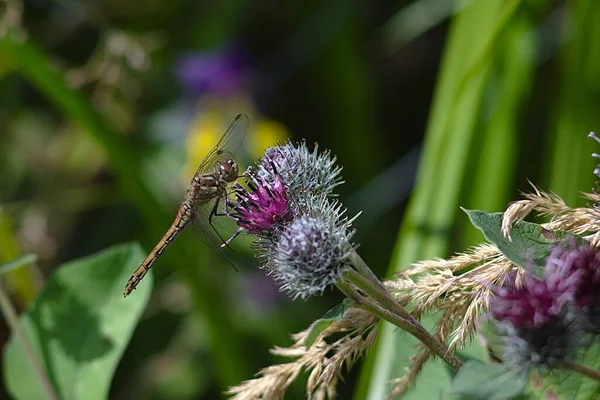 Eine Große Libelle Auf Einer Hellen Distelblume — Stockfoto