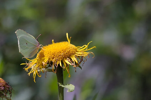 Ein Weißer Schmetterling Auf Einer Verblassenden Gelben Blume — Stockfoto