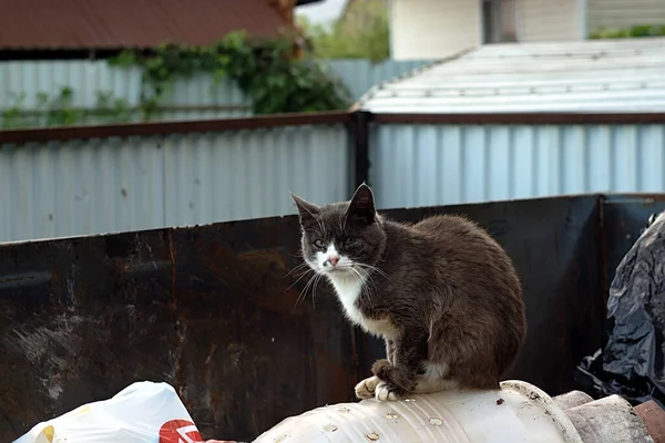 Beyaz göğüslü gri bir kedi çöplükte oturuyor.