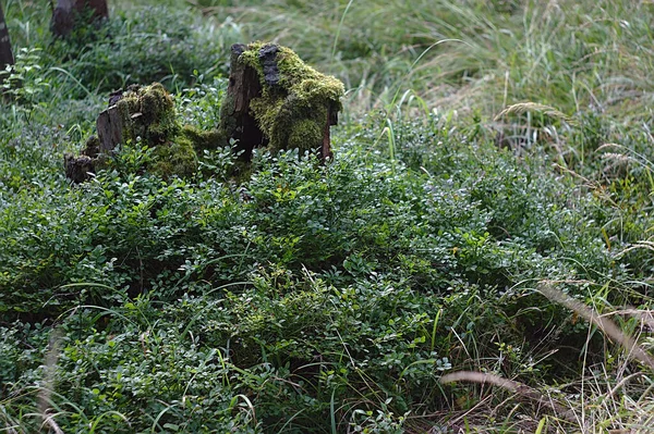 古い苔むした切り株の周りにブルーベリーの茂み — ストック写真