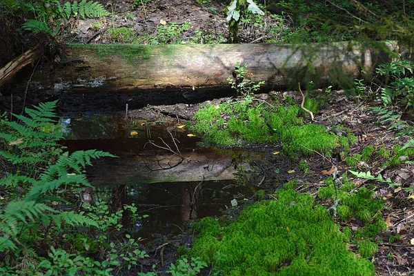 森の倒木の幹の下の水たまり — ストック写真
