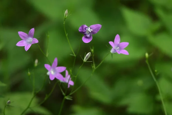 夏绿里娇嫩的紫丁香花 — 图库照片