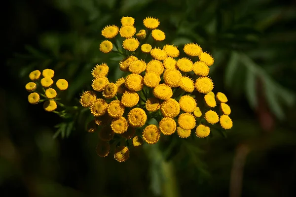 Nombreuses Petites Fleurs Jaune Vif Tanaisie — Photo