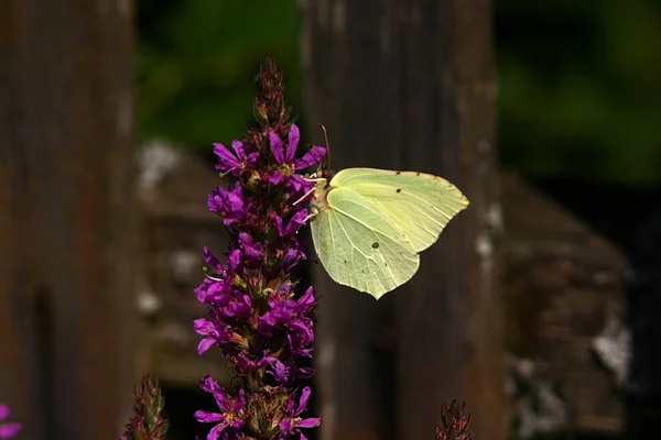 Hellgelber Schmetterling Auf Einem Lila Blütenstand — Stockfoto