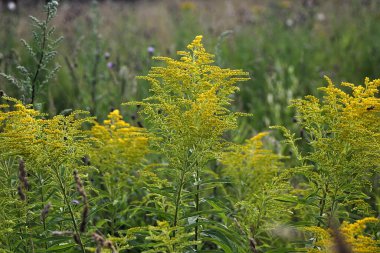 Sıcak bir yaz gününde çayır çiçekleri ve otlar