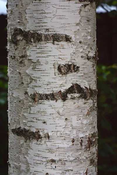 Fragment Birkestamme Med Hvid Bark - Stock-foto