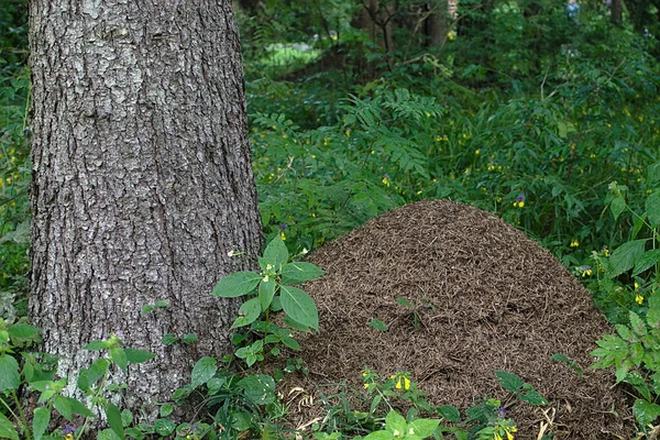 Uma Grande Colina Formigas Perto Uma Árvore Floresta — Fotografia de Stock