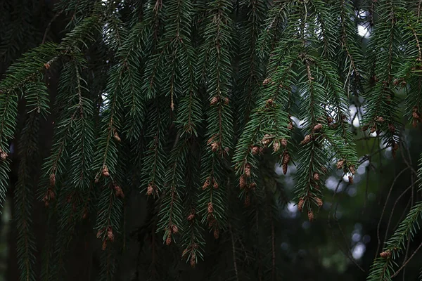 Ramas Abeto Verde Con Conos Pequeños —  Fotos de Stock