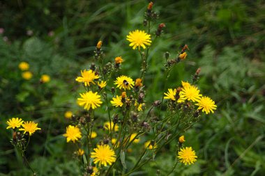 Yeşil yaz çimlerinde parlak sarı çiçekler