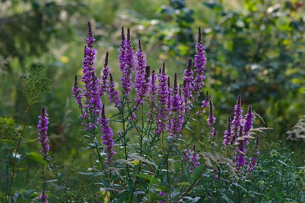 Blooms Lthrum Salicria Bal Taşıyan Tıbbi Bitki — Stok fotoğraf