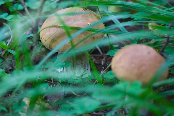 Dois Cogumelos Cresceram Grama Floresta — Fotografia de Stock