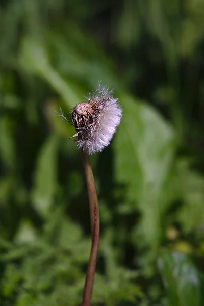 Pluizige Paardebloem Met Gedeeltelijk Gevallen Zaden — Stockfoto