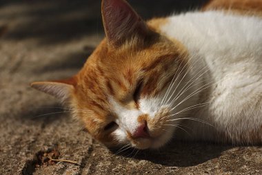 Güneşli bir yaz sabahında beyaz-kırmızı kedi
