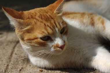 Güneşli bir yaz sabahında beyaz-kırmızı kedi