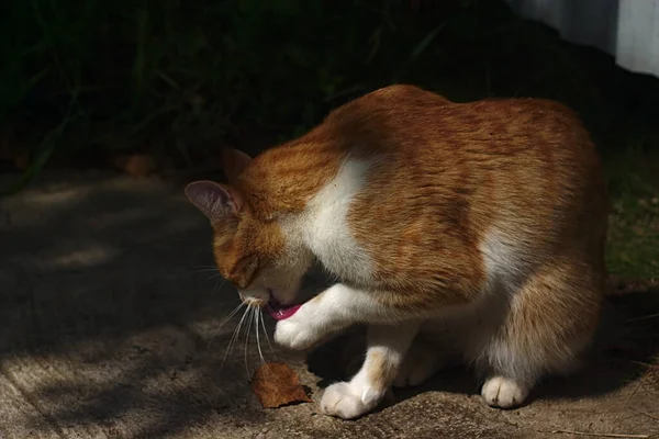 晴れた夏の朝の白い猫 — ストック写真