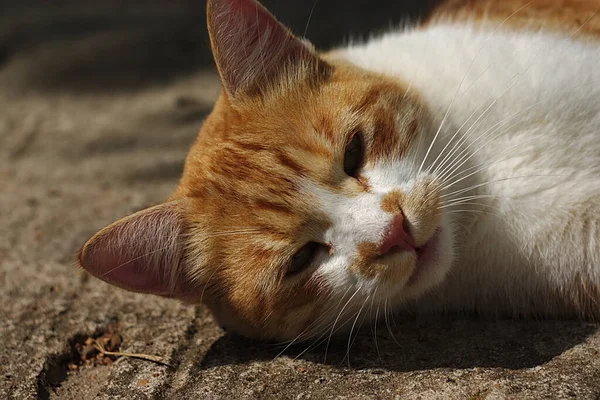 晴れた夏の朝の白い猫 — ストック写真