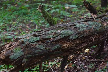 Düşmüş bir çam ağacının yosunlu kalıntıları.