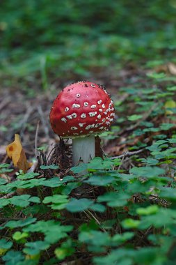 Çam ormanının yarı karanlığında parlak kırmızı bir sinek.